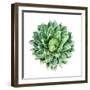 Succulent Plant Isolated on White-kenny001-Framed Photographic Print