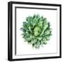 Succulent Plant Isolated on White-kenny001-Framed Photographic Print