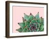 Succulent Plant IV-Jensen Adamsen-Framed Art Print