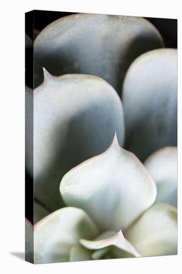 Succulent Plant Leaves in Close-up-Paivi Vikstrom-Stretched Canvas