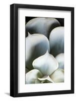 Succulent Plant Leaves in Close-up-Paivi Vikstrom-Framed Photographic Print