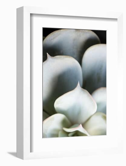 Succulent Plant Leaves in Close-up-Paivi Vikstrom-Framed Photographic Print