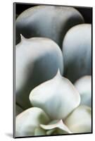 Succulent Plant Leaves in Close-up-Paivi Vikstrom-Mounted Photographic Print