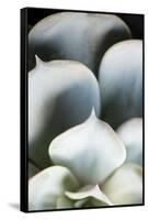 Succulent Plant Leaves in Close-up-Paivi Vikstrom-Framed Stretched Canvas