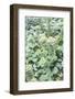 Succulent Plant, Usa-Lisa S. Engelbrecht-Framed Photographic Print