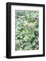 Succulent Plant, Usa-Lisa S. Engelbrecht-Framed Photographic Print