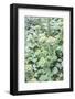 Succulent Plant, Usa-Lisa S. Engelbrecht-Framed Photographic Print