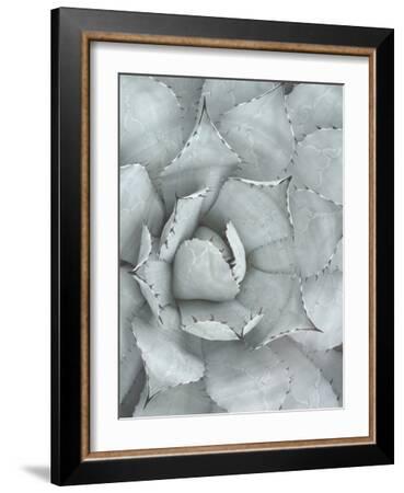Succulent Plant-Tanya Shumkina-Framed Art Print