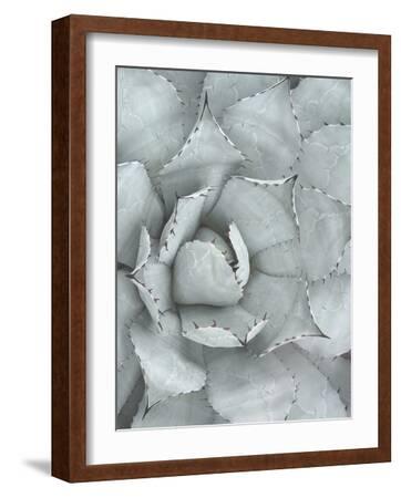 Succulent Plant-Tanya Shumkina-Framed Art Print