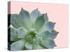 Succulent Plant-Jensen Adamsen-Stretched Canvas