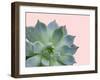 Succulent Plant-Jensen Adamsen-Framed Art Print