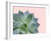 Succulent Plant-Jensen Adamsen-Framed Art Print