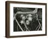 Succulent, Point Lobos, 1951-Brett Weston-Framed Photographic Print