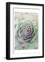 Succulent Red Tips-Urban Epiphany-Framed Art Print