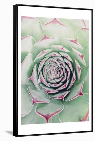 Succulent Red Tips-Urban Epiphany-Framed Stretched Canvas
