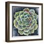 Succulent Rosette II-Chariklia Zarris-Framed Art Print