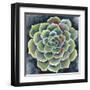 Succulent Rosette II-Chariklia Zarris-Framed Art Print