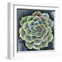 Succulent Rosette II-Chariklia Zarris-Framed Art Print