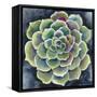 Succulent Rosette II-Chariklia Zarris-Framed Stretched Canvas