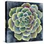 Succulent Rosette II-Chariklia Zarris-Stretched Canvas