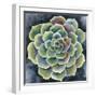 Succulent Rosette II-Chariklia Zarris-Framed Art Print