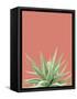 Succulent Simplicity I Coral Crop-Felicity Bradley-Framed Stretched Canvas