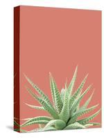 Succulent Simplicity I Coral Crop-Felicity Bradley-Stretched Canvas