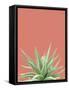 Succulent Simplicity I Coral Crop-Felicity Bradley-Framed Stretched Canvas