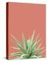 Succulent Simplicity I Coral Crop-Felicity Bradley-Stretched Canvas