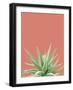 Succulent Simplicity I Coral Crop-Felicity Bradley-Framed Photographic Print