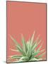 Succulent Simplicity I Coral Crop-Felicity Bradley-Mounted Photographic Print