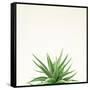 Succulent Simplicity I Neutral-Felicity Bradley-Framed Stretched Canvas