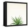 Succulent Simplicity I Neutral-Felicity Bradley-Framed Stretched Canvas