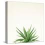 Succulent Simplicity I Neutral-Felicity Bradley-Stretched Canvas