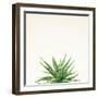 Succulent Simplicity I Neutral-Felicity Bradley-Framed Art Print