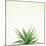 Succulent Simplicity I Neutral-Felicity Bradley-Mounted Art Print