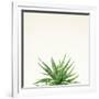 Succulent Simplicity I Neutral-Felicity Bradley-Framed Art Print