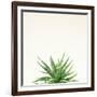 Succulent Simplicity I Neutral-Felicity Bradley-Framed Art Print