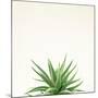 Succulent Simplicity I Neutral-Felicity Bradley-Mounted Art Print