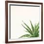 Succulent Simplicity II Neutral-Felicity Bradley-Framed Art Print