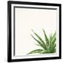 Succulent Simplicity II Neutral-Felicity Bradley-Framed Art Print