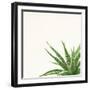 Succulent Simplicity II Neutral-Felicity Bradley-Framed Art Print