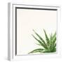 Succulent Simplicity II Neutral-Felicity Bradley-Framed Art Print