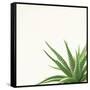 Succulent Simplicity II Neutral-Felicity Bradley-Framed Stretched Canvas