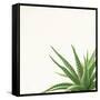 Succulent Simplicity II Neutral-Felicity Bradley-Framed Stretched Canvas