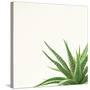 Succulent Simplicity II Neutral-Felicity Bradley-Stretched Canvas