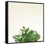 Succulent Simplicity III Neutral-Felicity Bradley-Framed Stretched Canvas