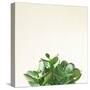 Succulent Simplicity III Neutral-Felicity Bradley-Stretched Canvas