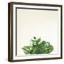 Succulent Simplicity III Neutral-Felicity Bradley-Framed Art Print