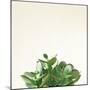 Succulent Simplicity III Neutral-Felicity Bradley-Mounted Art Print